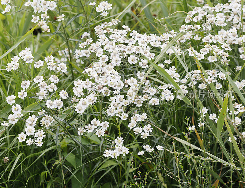 Sneezeweed ptarmica耆()